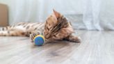 Four in 10 cats choose to play fetch with their owners, research shows