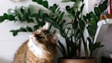 The Only Houseplants Any Cat Owner Should Ever Have