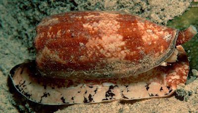 El fascinante mundo del caracol cono, un asesino marino con potencial biomédico