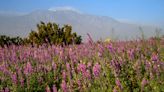 Rainy season runs dry in the Coachella Valley as winter and spring see low precipitation