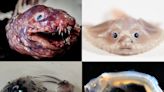 Pictures show creepy deep-sea animals, some never before seen, discovered near islands off the coast of Australia