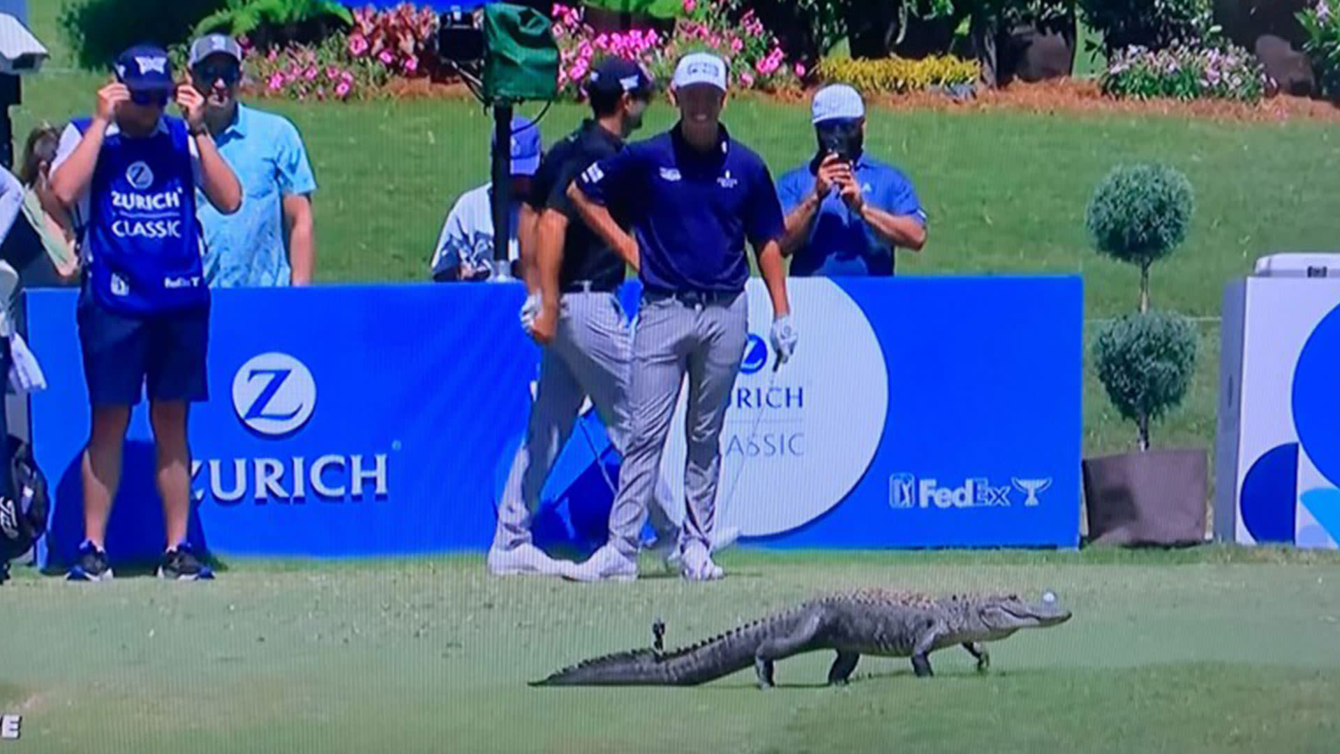 Play at the Zurich Open in New Orleans halted as ALLIGATOR walks across grass