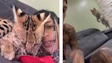 Gato selvagem? Conheça o animal híbrido do rapper Oruam que tem chamado atenção nas redes