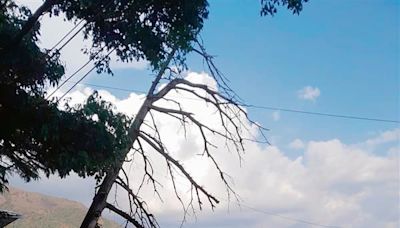 Dried-up tree threat looms large on McLeodganj houses