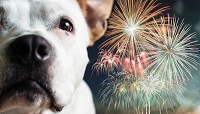 How to help pets tackle fireworks anxiety this Fourth of July