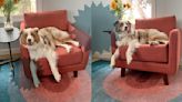 Life Gets Messy, but Levity’s Life-Proof Furniture Will Stand Up Against Your Pets & Kids