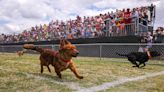 Wiener takes all: Buda dog races return for 26th year — but how did it all get started?