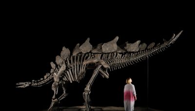 A man found a stegosaurus skeleton during a stroll on his Colorado property. He could make $6 million from it.
