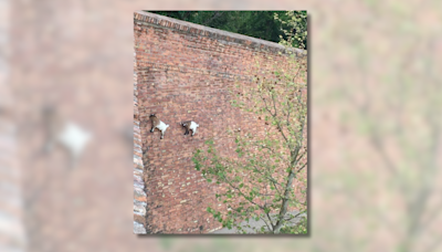 Fact Check: Photo Apparently Shows 2 Goats Scaling Brick Wall. Here's What We Found