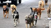 Kosovo ofrece un pago mensual en euros a las personas que adopten perros callejeros | Mundo