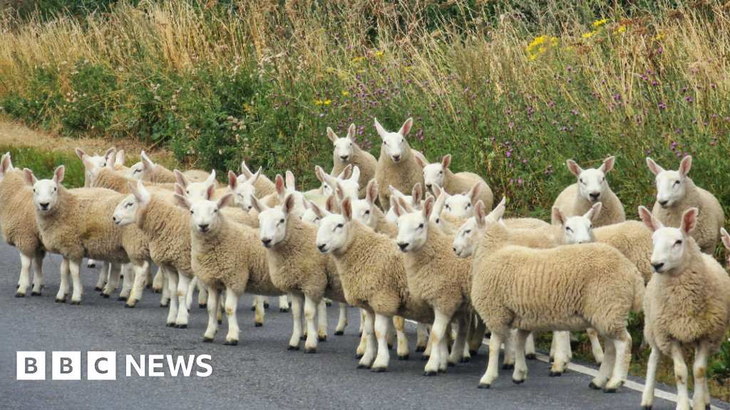 Escaped flock rounded up by police on main Norfolk road