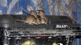 Rats ballooning in size as they feast on London fatbergs sparks calls for New York-style 'rat czar'