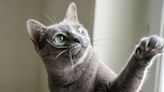 15 Popular Grey Cat Breeds That Are Sure to Steal Your Heart