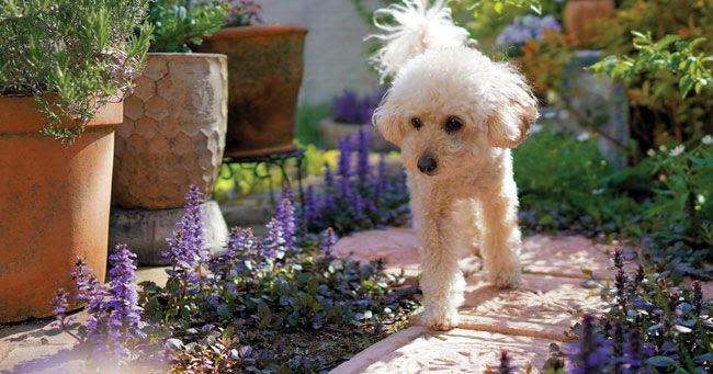 Pet-Friendly Gardening Practices