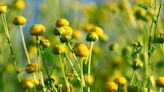 Pungent 'stinknet' plant in Arizona forces idyllic picnic area to shut for a month