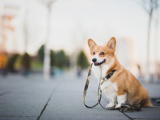 New Puppy Loves ‘Walking’ Her Older Corgi Brother and It’s Too Cute