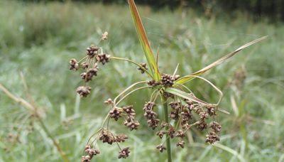 Wetland plant once nearly extinct may have recovered enough to come off the endangered species list