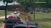 Fossil Rim Wildlife Center change visitor policies after viral video of giraffe grabbing toddler