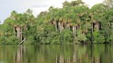 巴西環境部長：亞馬遜雨林國家將設立雨林科學小組
