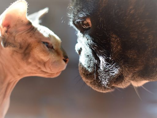 French Bulldog Depressed Over Loss of Sphynx Cat Brother Finds Love With New Foster