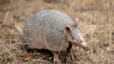 Armadillos and javelinas are Texas icons, but they haven't been here as long as you think