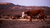 Ted Cruz and Ronny Jackson push legislation to help ranchers who lost livestock in Panhandle wildfires