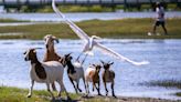 Where are Murrells Inlet’s famous goats now? Real reason they were placed on the island