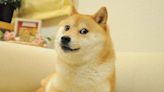 Kabosu, Dog Behind ‘Doge’ Meme And The Face Of Dogecoin, Dies At 18