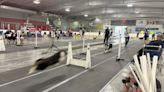 Paw-sitively stunning: Sask. flyball tournament showcases canine fetching skills