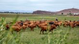 NM joins three states to begin voluntary testing for bird flu in dairy farm milk tanks