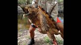 Alligator snapping turtles found in an unexpected part of Florida, baffling experts