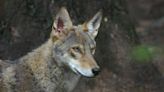 Coyote sightings may be more common this time of year in NC. How to keep them way from homes