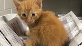 Jacksonville Humane Society challenges community to provide kitten names for June donation campaign