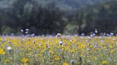 We must expand the Berryessa Snow Mountain National Monument to include Molok Luyuk | Opinion