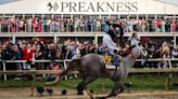 Seize the Grey crosses finish line first at Preakness Stakes, ending Mystik Dan's run for Triple Crown