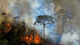 La Nación / Países de la Amazonía recibirán apoyo de EE. UU. en la lucha contra los delitos ambientales