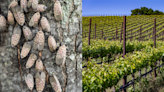 Invasive Spotted Lanternflies Posing 'Serious Threat' To The California Wine Industry