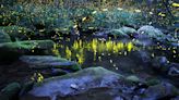 How to see synchronous fireflies in Great Smoky Mountains: 2024 lottery, dates announced