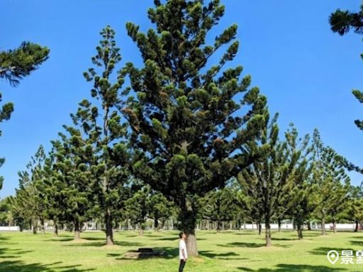 90棵南洋杉森林系大景藏市區！6大山訓挑戰公園親子放電必訪