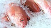 Gulf of Mexico waters near Fort Myers Beach deemed prime location for red snapper