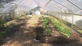 Akron nonprofit turning empty city lots into thriving urban farms