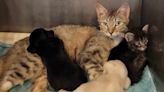 'Really Good Mommy' Cat Takes in 2 Orphaned Puppies As Her Own at Texas Animal Shelter