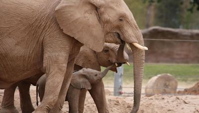 At 2 months old, Tucson's baby elephant loves scratches and playtime — and she now has a name
