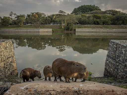 Capivaras ganham rampas nas margens do rio Pinheiros; trânsito ainda é perigo para animais