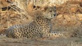 'National Security': Madhya Pradesh Government Denies RTI Seeking Information On Cheetahs