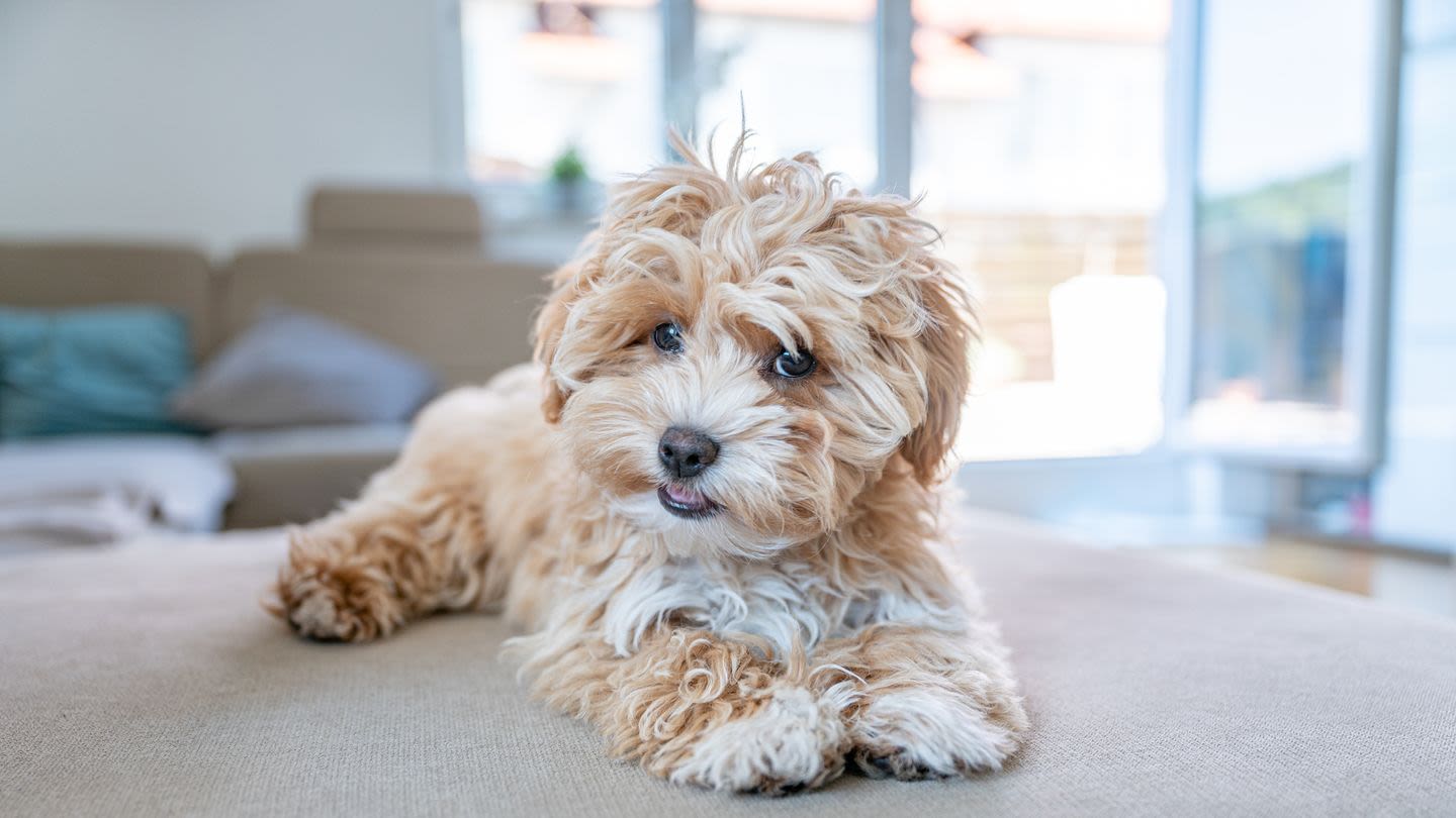 These Small Fluffy Dog Breeds Will Replace Your Favorite Teddy Bear