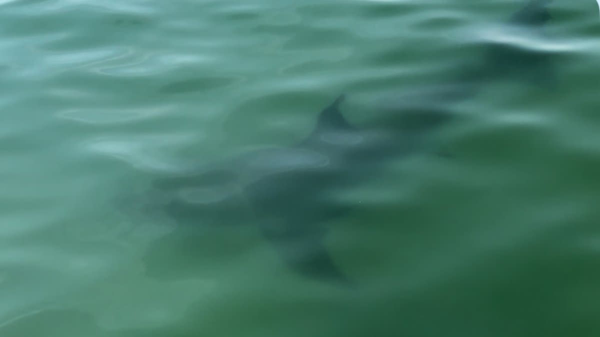 Crane Beach in Ipswich remains closed to swimming after great white shark sighting