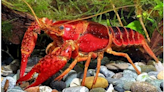 Enjoy that summer cookout, but skip the red swamp crayfish