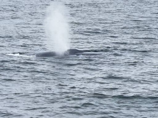 Giant sea creature — largest animal on earth — spotted off North Shore on Fourth of July