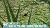 高雄洲仔濕地 水雉樂園復育有成